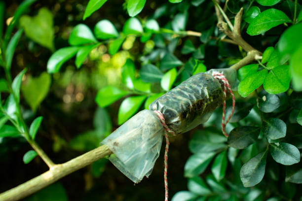 istock Whip Grafting rojonigandha or jui tree kolom technic 1283819442