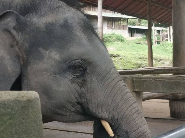 istock Close up photo of elephant 1283819768