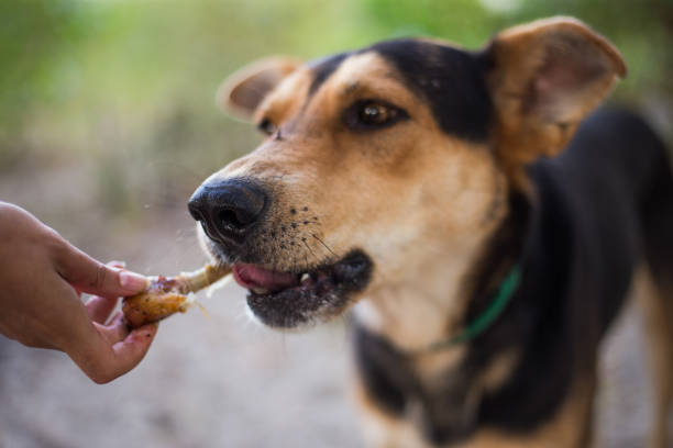 istock Stray hungry dog on the street 1283819891