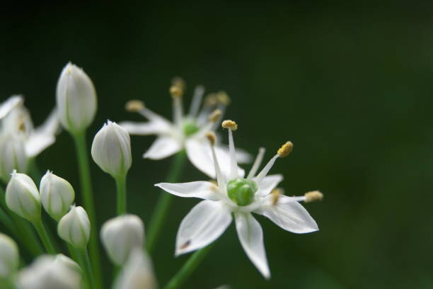 istock A little white flower by the road. 1283819908