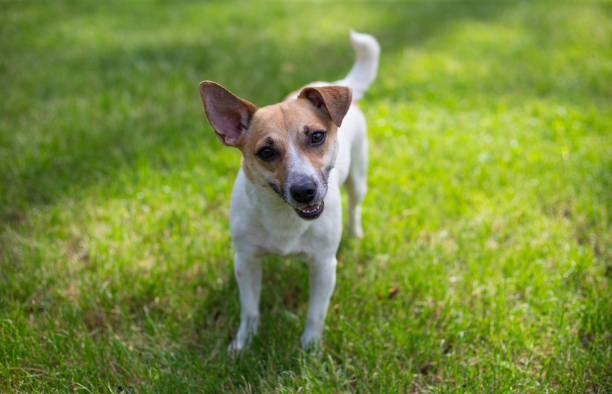 istock Stray hungry dog on the street 1283820161