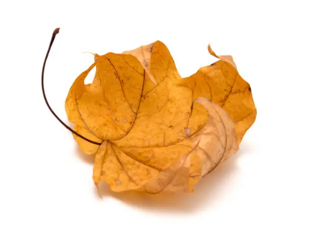 Dried crooked bright yellow maple leaf isolated on withe background