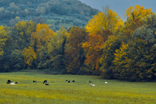 istock cows chilling at the pasture ground 1283824395