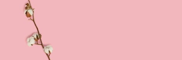 istock Banner with cotton branch on a pink pastel background. 1283825046