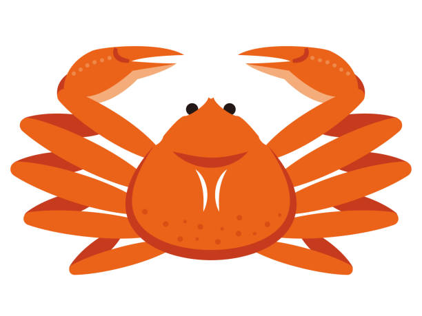 простая иллюстрация краба на белом фоне - crab stock illustrations