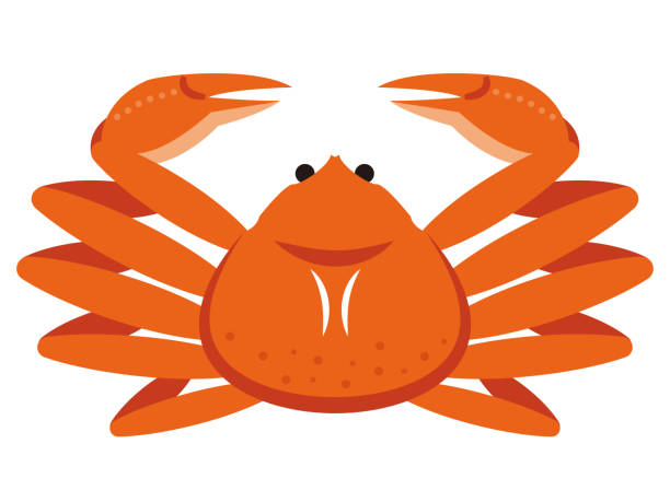 Simple crab illustration on white background vector art illustration