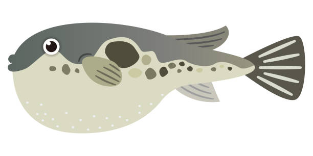 Fugu Vector Art Graphics Freevector Com