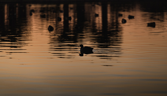 Duck silhouette at sunset