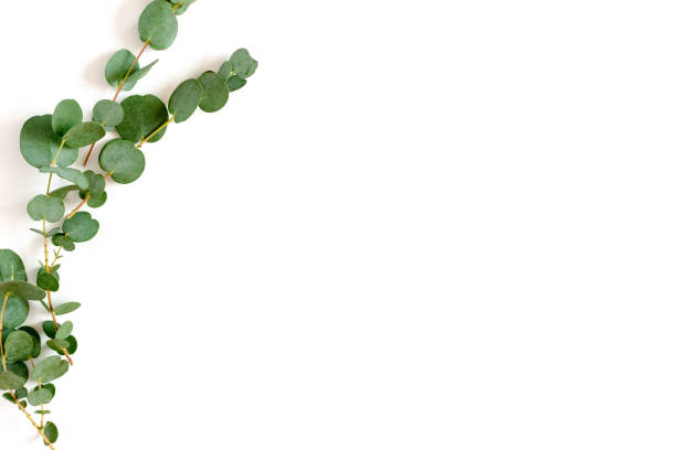 istock Border frame made of eucalyptus branches on a white background 1283826917