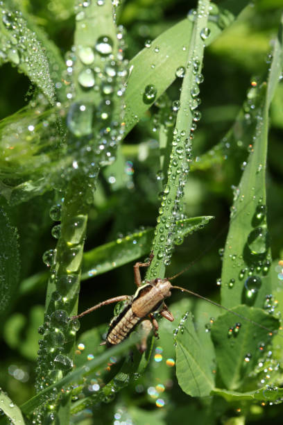 cavalletta su foglie verdi. foglie e gocce d'acqua. - locust epidemic grasshopper pest foto e immagini stock