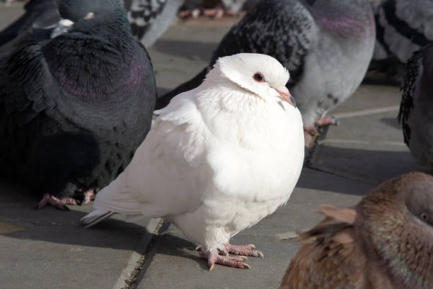 istock White pigeon among ordinary gray pigeons. not like everyone else. selective focus 1283827315