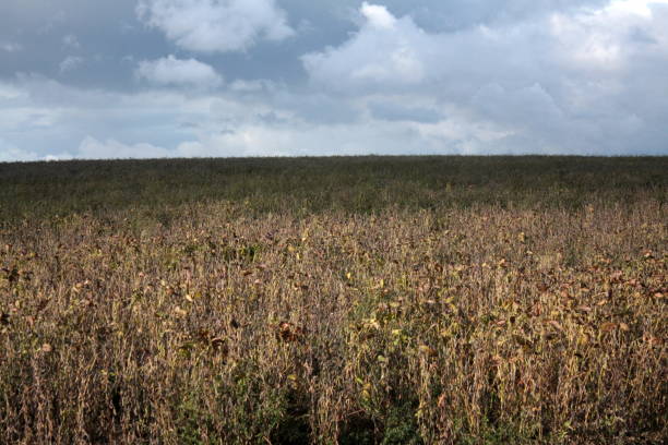istock FIELD SKY MENACING LOT AND GARONNE 1283827971
