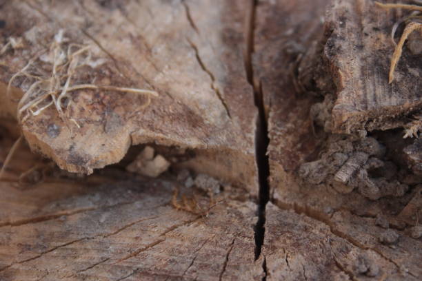 SLOT IN WOOD STUMP