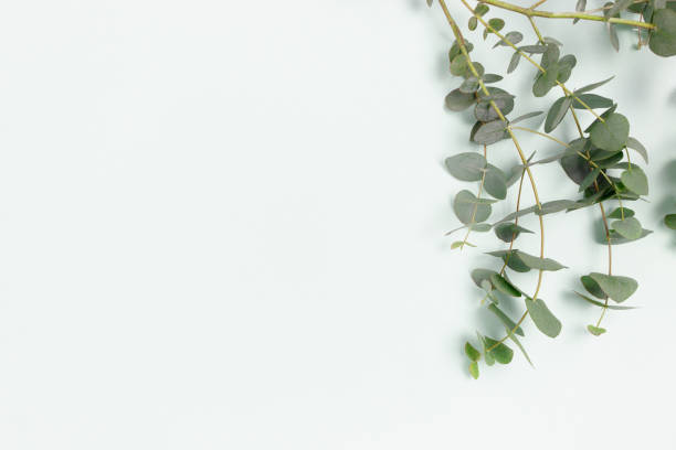 istock Eucalyptus branches on a blue pastel background. Place for text. 1283828373