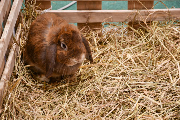 istock A cute fluffy brown rabbit in a stable with a foundation straw placed. 1283828450