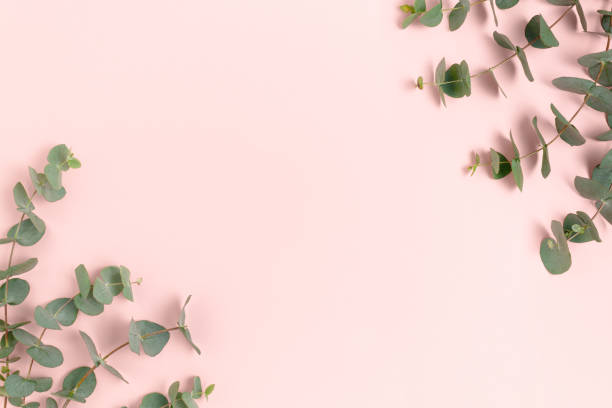 istock Frame made of eucalyptus branches. Green leaves composition with place for text on a pink pastel background. 1283828617