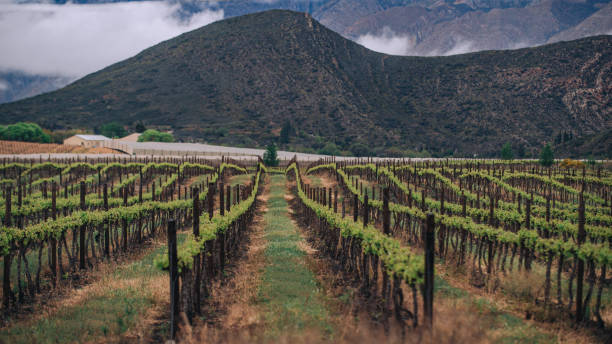 istock Klein Karoo Vineyard Agricultural Mountain Landscape 1283828715