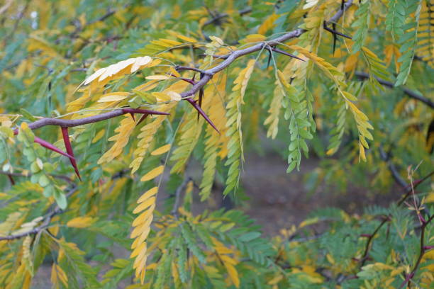 10月の蜂蜜イナゴの枝に若い赤いとげとカ��ラフルな秋の葉 - thorn ストックフォトと画像