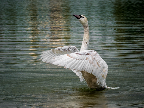 Cygnet with spreading wings on the lake surface,  dynamic scene, focus on foreground