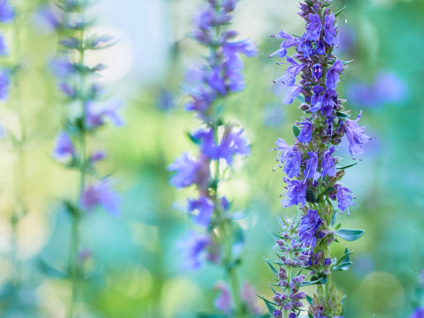 istock Flowers of Hyssopus officinalis 1283830775