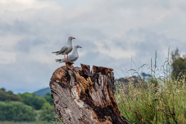istock Silver Gulls beside Lake Burley Griffin 1283833277