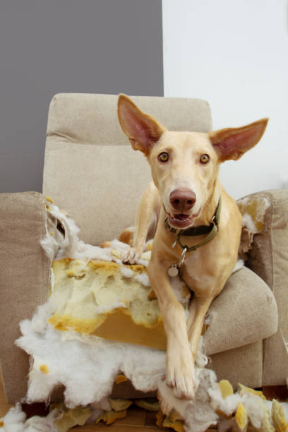 istock Hound puppy dog after chewing and destroying a sofa with an innocence expression. Obedience problems and teething concept. 1283833980