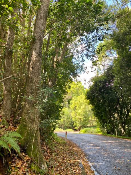 istock North Coast NSW Rainforest Country Road 1283834447
