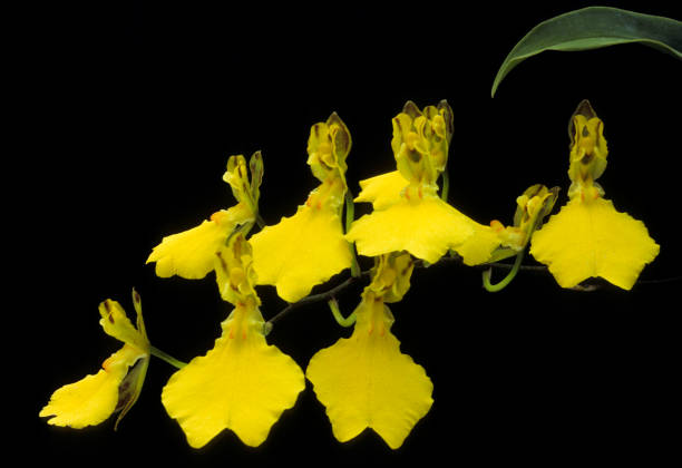 Oncidium Oncidium concolor oncidium orchids stock pictures, royalty-free photos & images