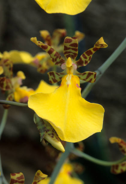 Oncidium Oncidium splendidum oncidium orchids stock pictures, royalty-free photos & images