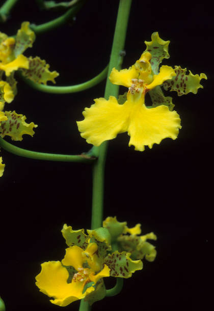 Oncidium Oncidium cavendishianum oncidium orchids stock pictures, royalty-free photos & images