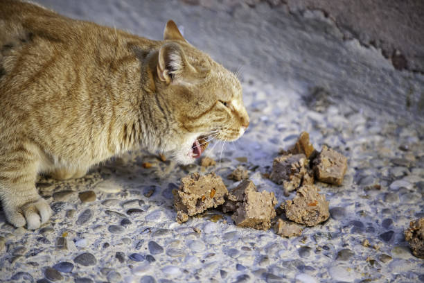 gatti randagi che mangiano per strada - domestic cat animals feeding pet food food foto e immagini stock