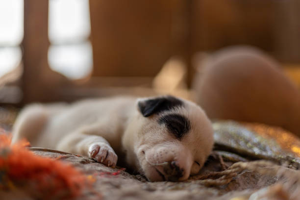 a little dog (puppy)is sleeping at manikarnika ghat varanasi