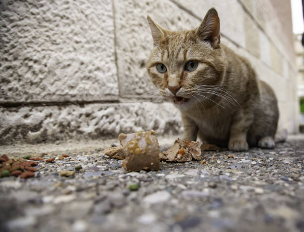 gatti randagi che mangiano per strada - domestic cat animals feeding pet food food foto e immagini stock