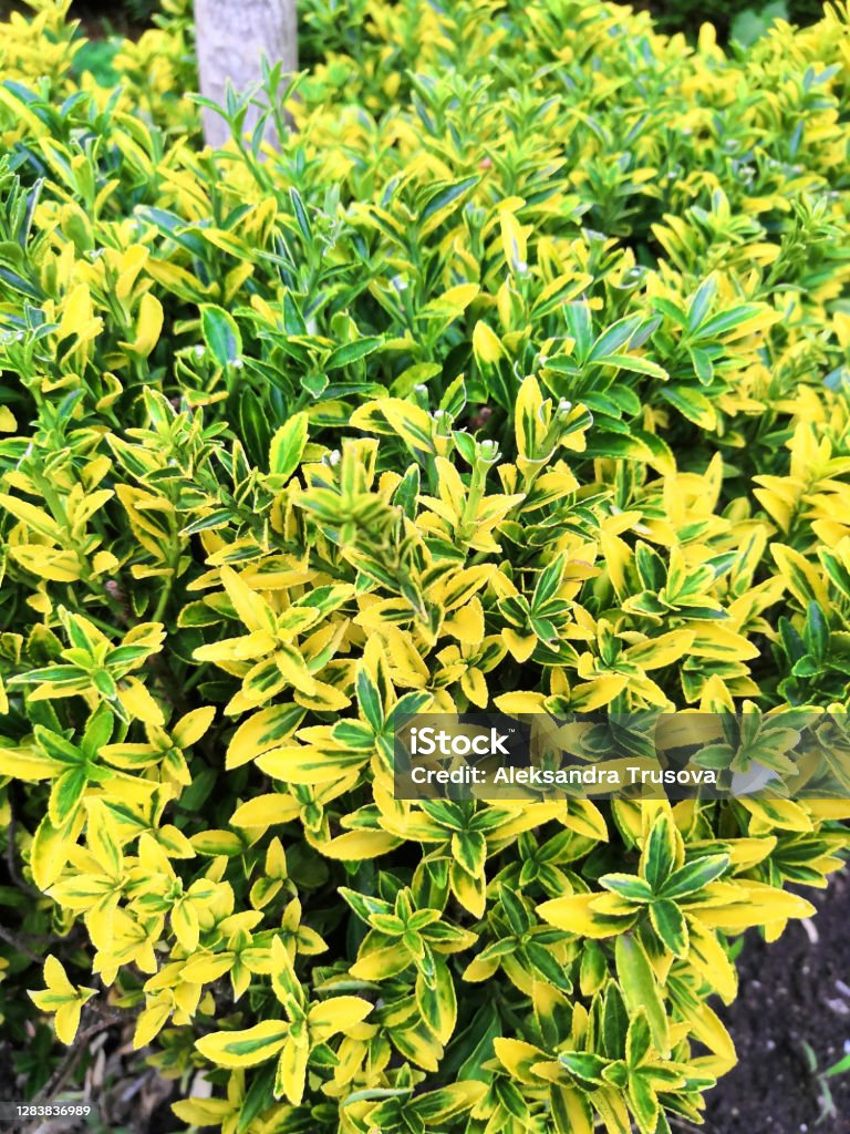 Beresklet a shrub with bicolored leaves. flower background beresklet fortune emerald. Beresklet a shrub with bicolored leaves Macrophotography Stock Photo