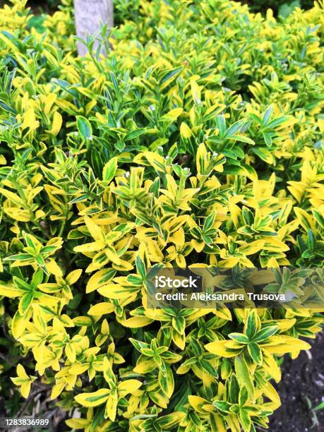 Beresklet A Shrub With Bicolored Leaves Flower Background Stock Photo - Download Image Now