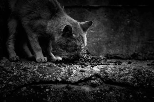 gatti randagi che mangiano per strada - domestic cat animals feeding pet food food foto e immagini stock