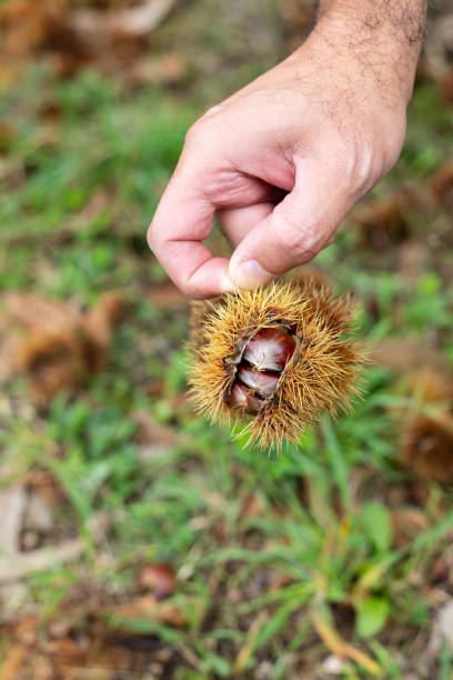 fresh chestnut in mans hand
