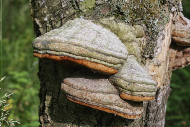 istock Fomes fomentarius mushroom growing in the forest 1283839128