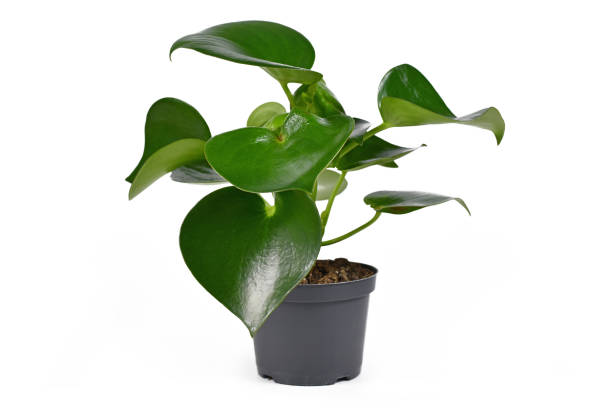 istock Tropical 'Peperomia Polybotrya' houseplant with thick heart shaped leaves on white background 1283840722