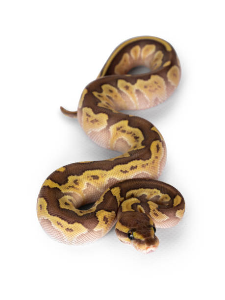 60+ Baby Ball Pythons Stock Photos, Pictures & Royalty-Free Images - iStock