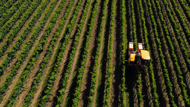 istock Agricultural tractor beside vineyard acre, Tuscany 1283841531