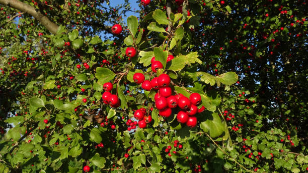 istock Branch of hawthorn with red berries 1283841942