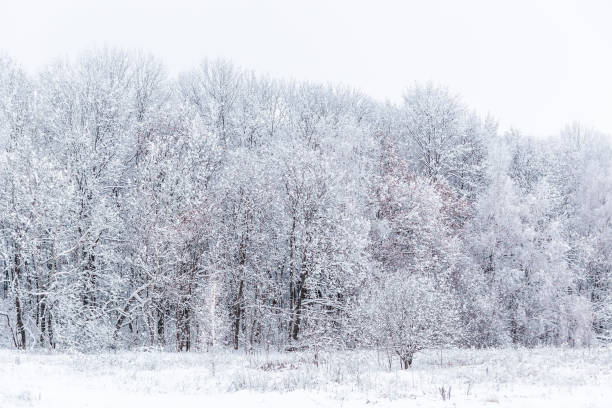 istock Winter snowy forest wall deadpan style white background 1283844367