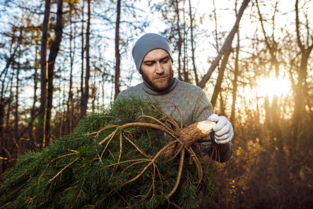 istock Young man is carrying christmas tree in the wood 1283845366