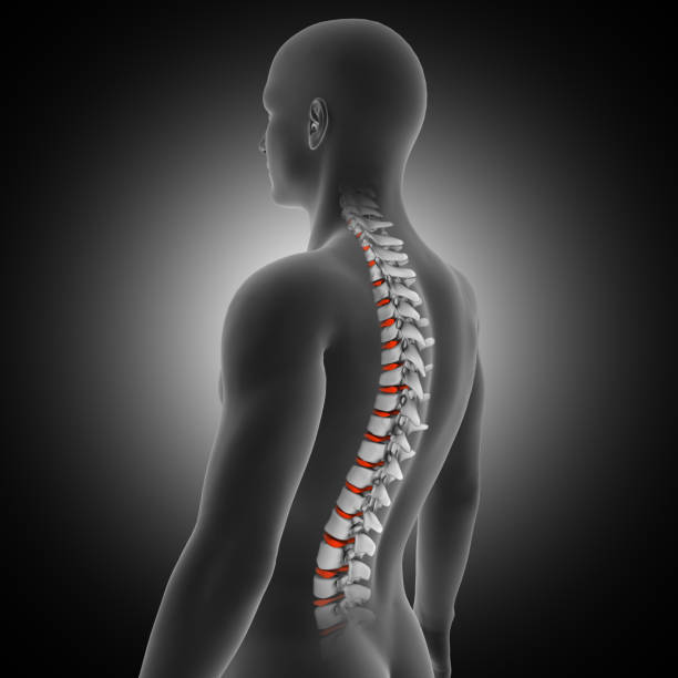 istock 3D medical background with male figure with spine and discs highlighted 1283845988