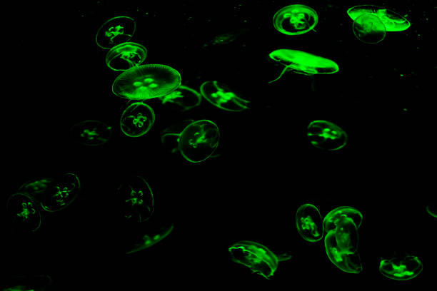 Photo Picture of Some Jellyfish Dangerous Poisonous Medusa