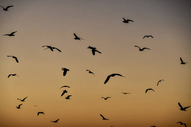 istock flock of birds in sunset, photo as background 1283846834
