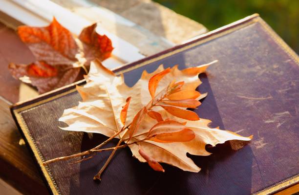istock Autumn theme. Autumn maple leaves are on a folder on the windowsill. 1283847070