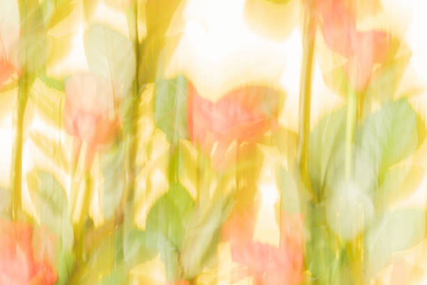 istock coral red roses motion blur abstract background 1283847442