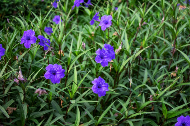 Flor De La Petunia Mexicana Con Flores Azullilas Sobre Fondo De Hojas  Verdes Foto de stock y más banco de imágenes de Ruellia azul - iStock